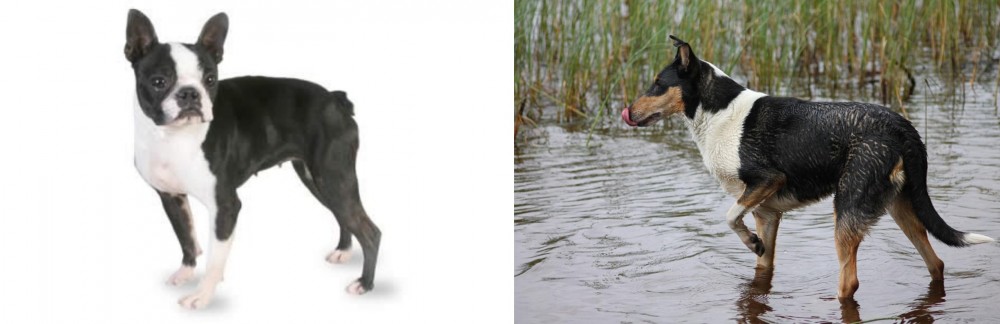 Smooth Collie vs Boston Terrier - Breed Comparison
