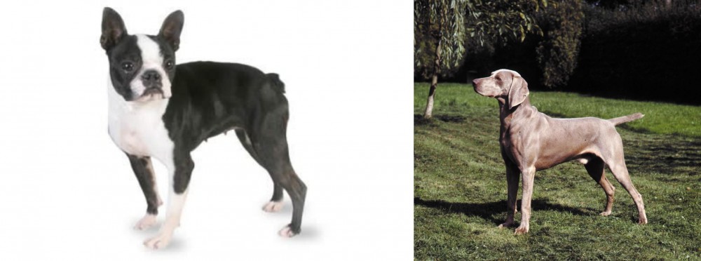 Smooth Haired Weimaraner vs Boston Terrier - Breed Comparison