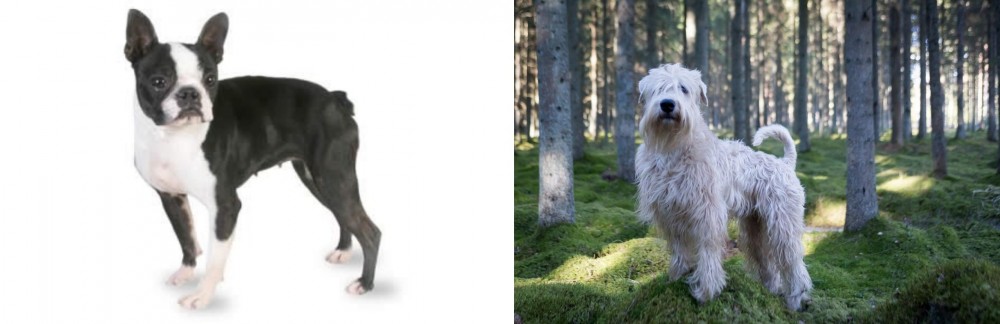 Soft-Coated Wheaten Terrier vs Boston Terrier - Breed Comparison