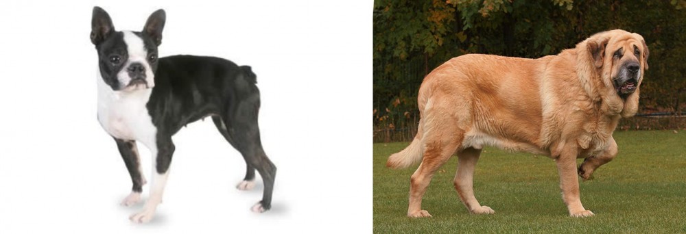 Spanish Mastiff vs Boston Terrier - Breed Comparison