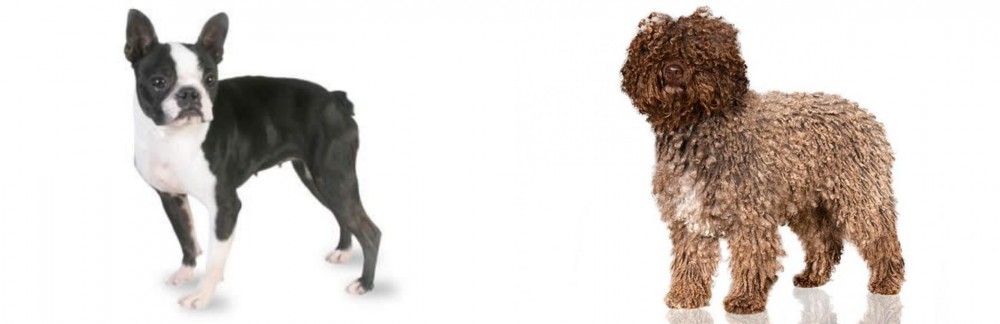 Spanish Water Dog vs Boston Terrier - Breed Comparison