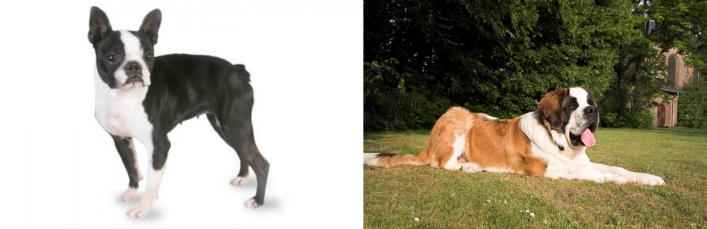 St. Bernard vs Boston Terrier - Breed Comparison