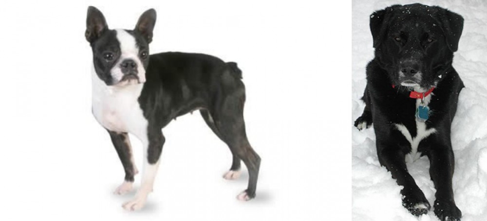St. John's Water Dog vs Boston Terrier - Breed Comparison