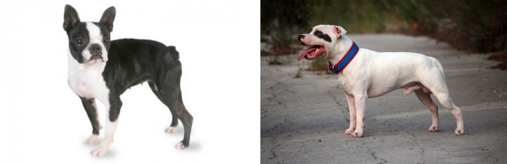 Staffordshire Bull Terrier vs Boston Terrier - Breed Comparison