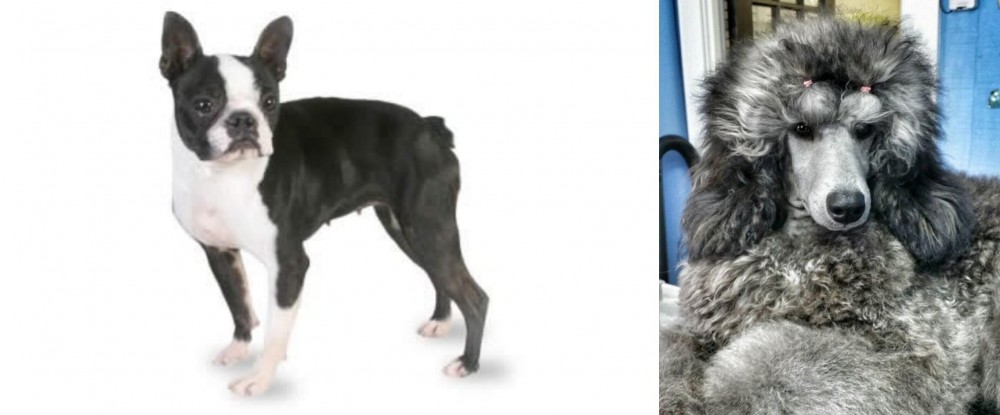 Standard Poodle vs Boston Terrier - Breed Comparison