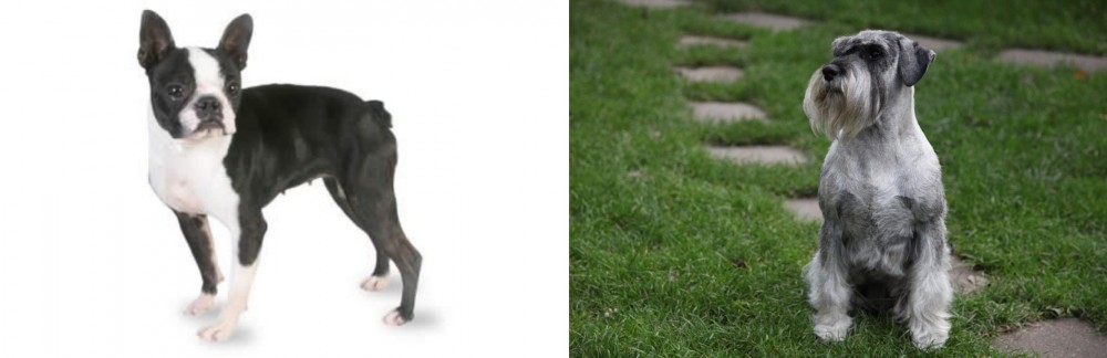 Standard Schnauzer vs Boston Terrier - Breed Comparison