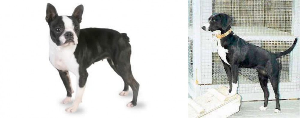 Stephens Stock vs Boston Terrier - Breed Comparison
