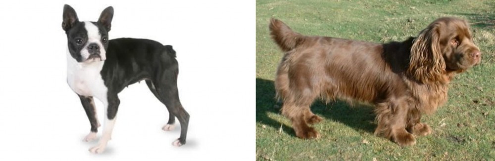 Sussex Spaniel vs Boston Terrier - Breed Comparison