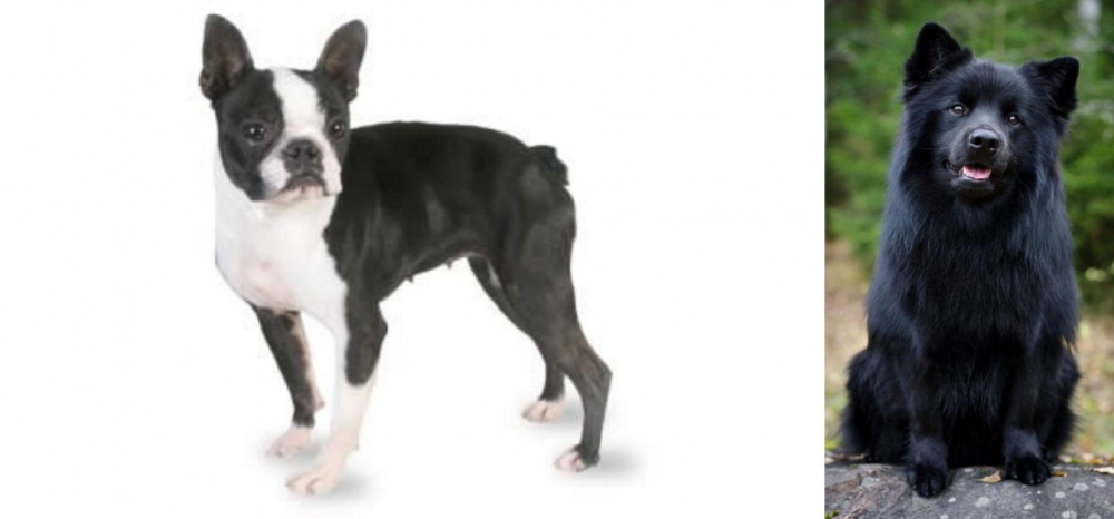Swedish Lapphund vs Boston Terrier - Breed Comparison