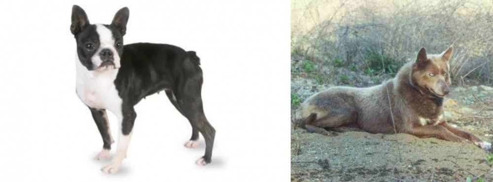 Tahltan Bear Dog vs Boston Terrier - Breed Comparison
