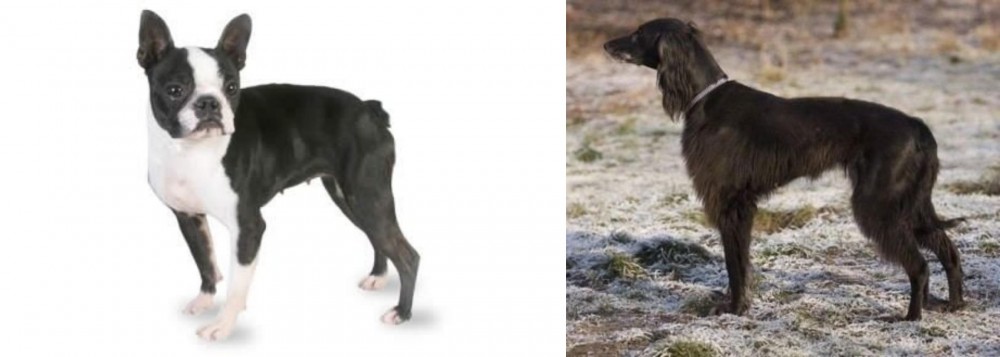 Taigan vs Boston Terrier - Breed Comparison
