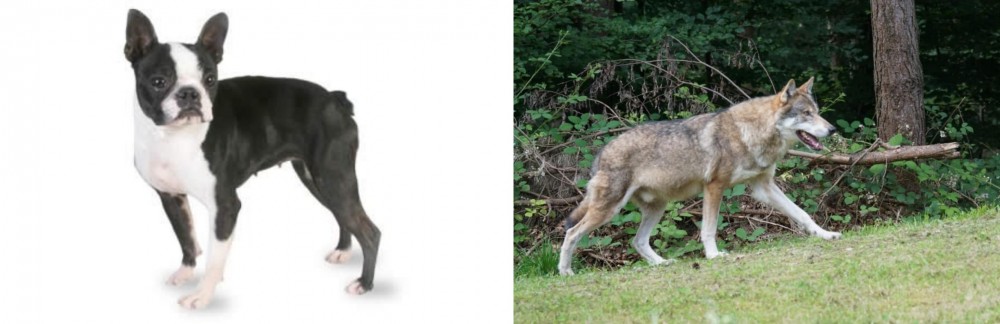 Tamaskan vs Boston Terrier - Breed Comparison
