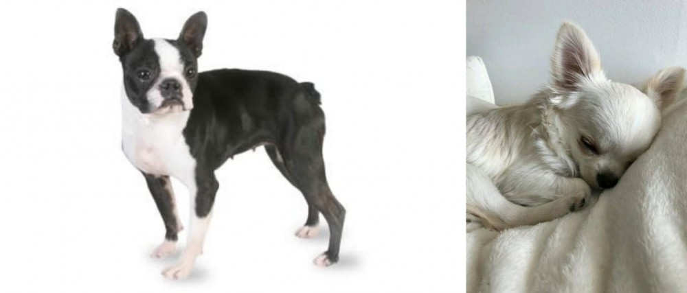 Tea Cup Chihuahua vs Boston Terrier - Breed Comparison
