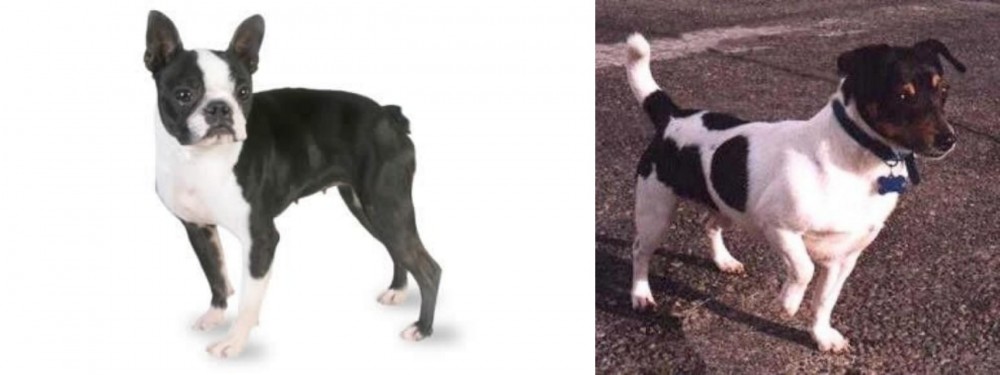 Teddy Roosevelt Terrier vs Boston Terrier - Breed Comparison