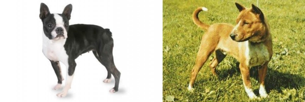 Telomian vs Boston Terrier - Breed Comparison
