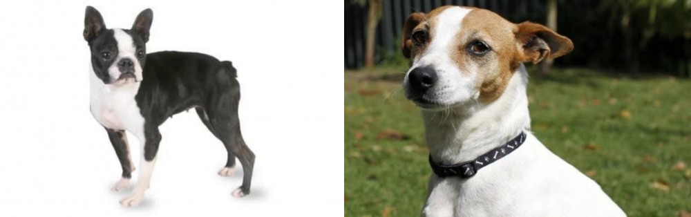 Tenterfield Terrier vs Boston Terrier - Breed Comparison