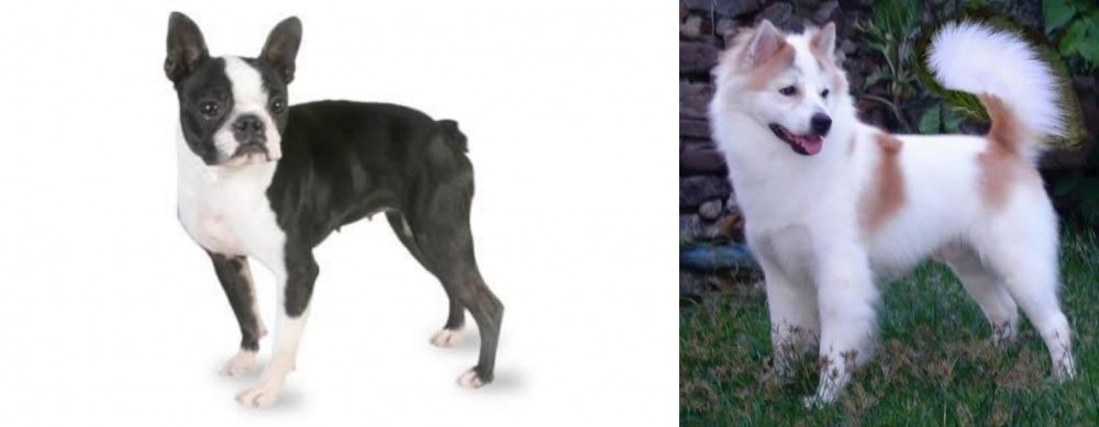 Thai Bangkaew vs Boston Terrier - Breed Comparison