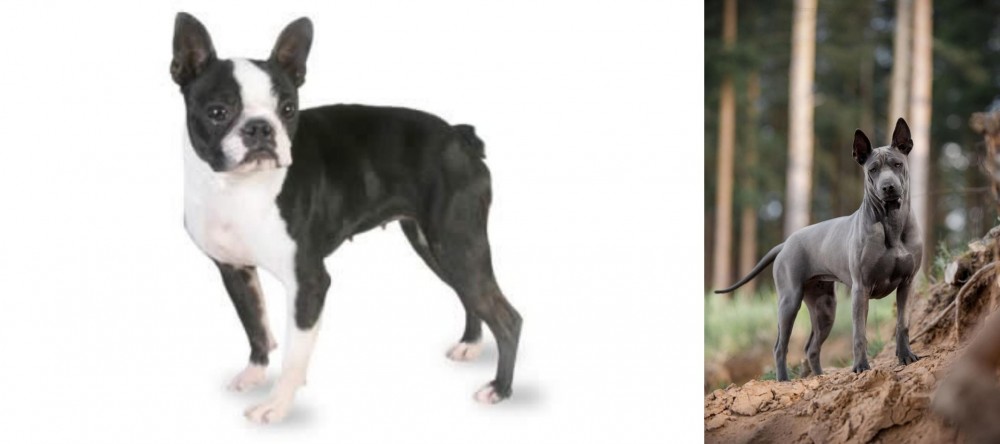Thai Ridgeback vs Boston Terrier - Breed Comparison