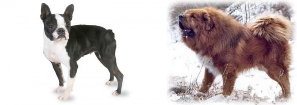 Tibetan Kyi Apso vs Boston Terrier - Breed Comparison