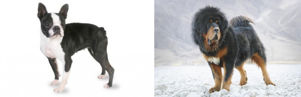 Tibetan Mastiff vs Boston Terrier - Breed Comparison