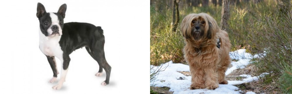 Tibetan Terrier vs Boston Terrier - Breed Comparison