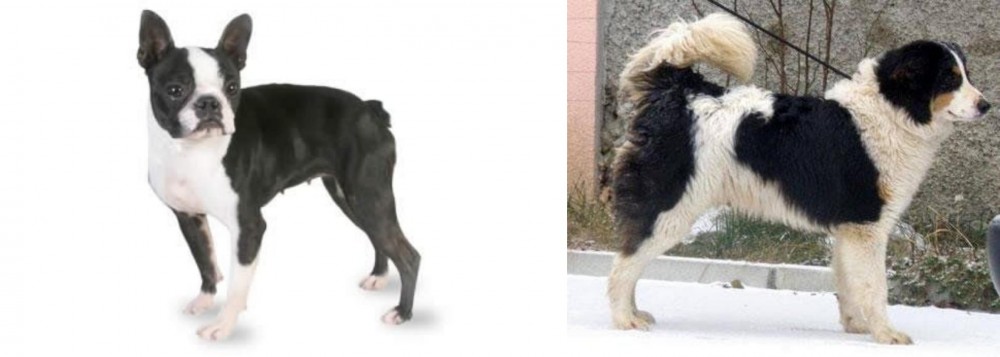 Tornjak vs Boston Terrier - Breed Comparison
