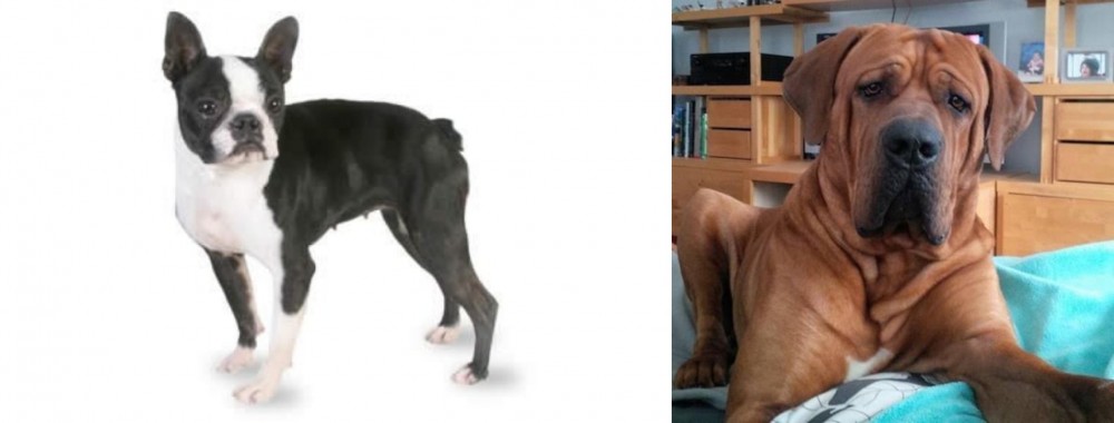 Tosa vs Boston Terrier - Breed Comparison
