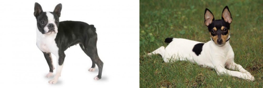 Toy Fox Terrier vs Boston Terrier - Breed Comparison