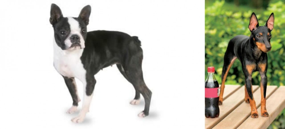 Toy Manchester Terrier vs Boston Terrier - Breed Comparison