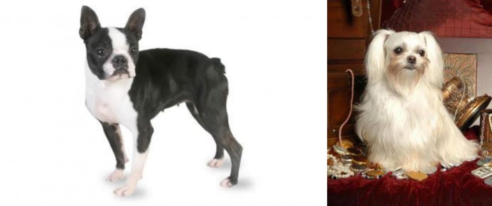Toy Mi-Ki vs Boston Terrier - Breed Comparison