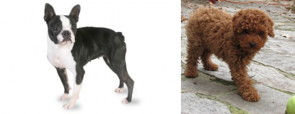 Toy Poodle vs Boston Terrier - Breed Comparison