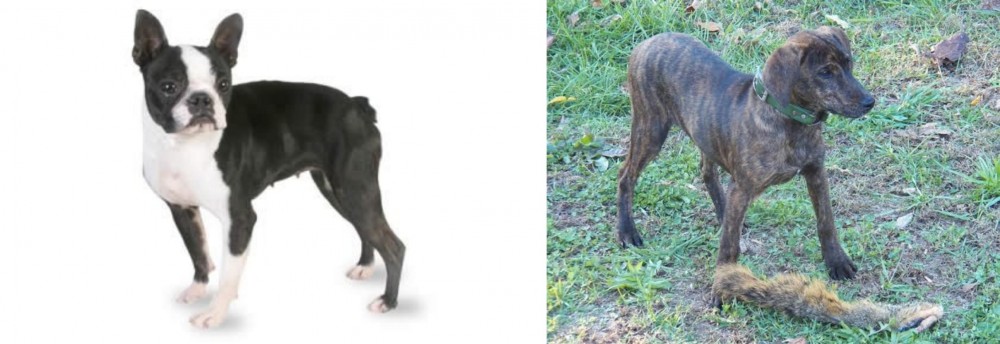 Treeing Cur vs Boston Terrier - Breed Comparison