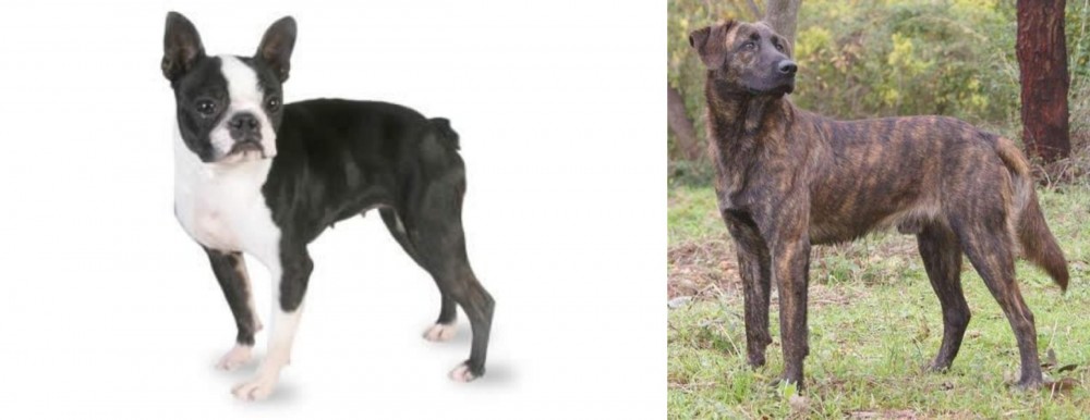 Treeing Tennessee Brindle vs Boston Terrier - Breed Comparison