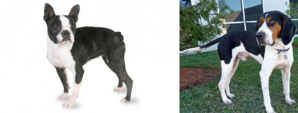 Treeing Walker Coonhound vs Boston Terrier - Breed Comparison