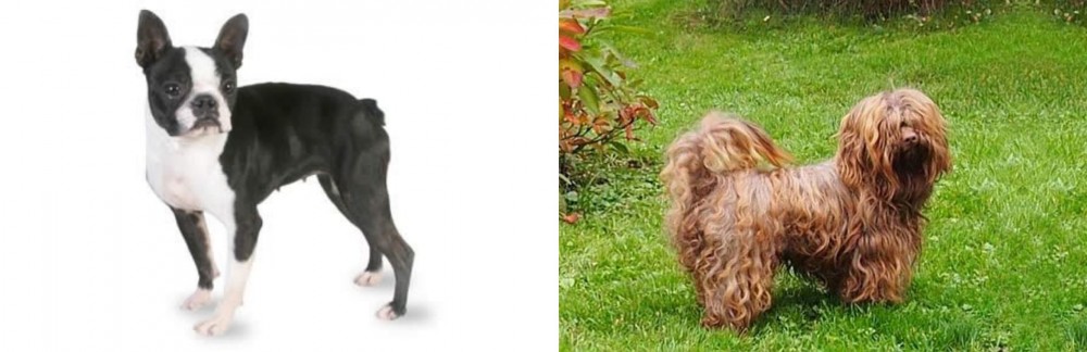 Tsvetnaya Bolonka vs Boston Terrier - Breed Comparison