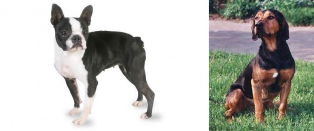 Tyrolean Hound vs Boston Terrier - Breed Comparison