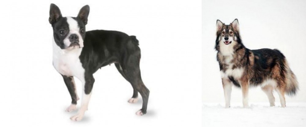 Utonagan vs Boston Terrier - Breed Comparison