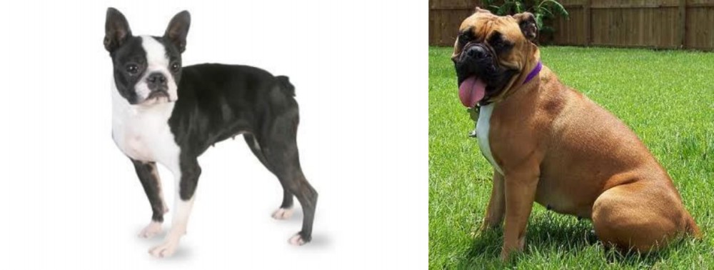 Valley Bulldog vs Boston Terrier - Breed Comparison