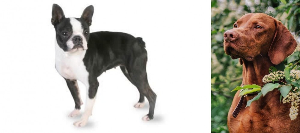 Vizsla vs Boston Terrier - Breed Comparison