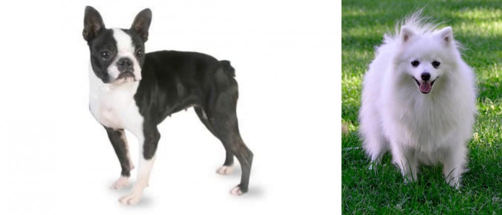 Volpino Italiano vs Boston Terrier - Breed Comparison