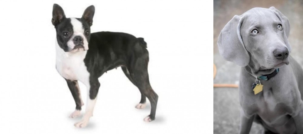 Weimaraner vs Boston Terrier - Breed Comparison
