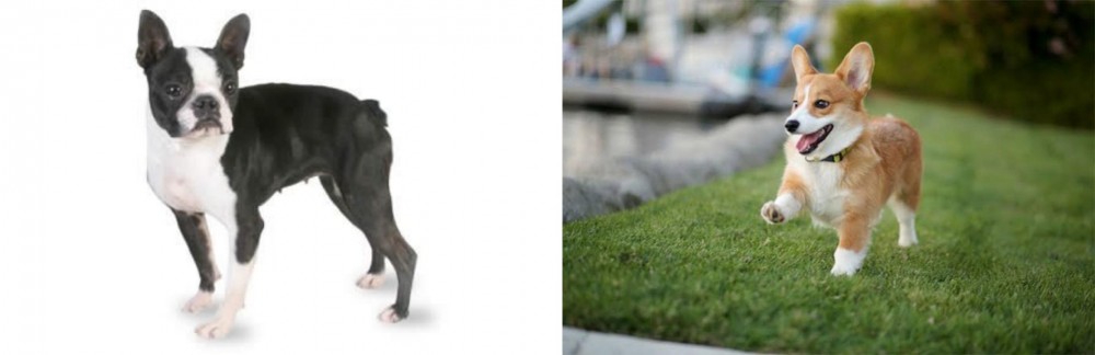 Welsh Corgi vs Boston Terrier - Breed Comparison