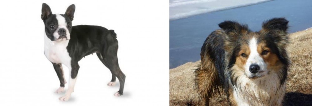 Welsh Sheepdog vs Boston Terrier - Breed Comparison
