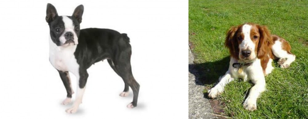 Welsh Springer Spaniel vs Boston Terrier - Breed Comparison