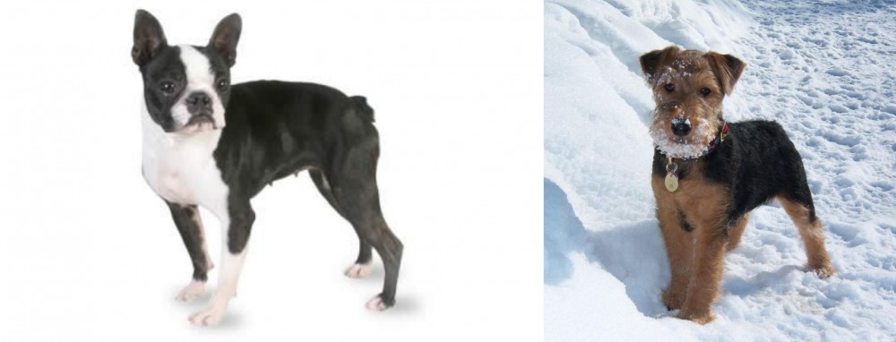 Welsh Terrier vs Boston Terrier - Breed Comparison