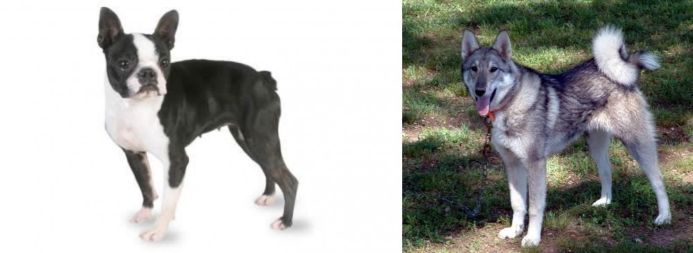West Siberian Laika vs Boston Terrier - Breed Comparison