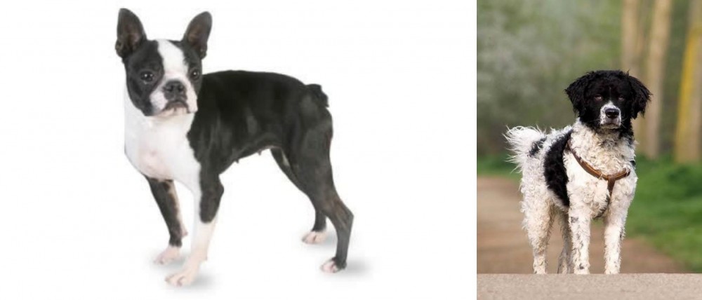 Wetterhoun vs Boston Terrier - Breed Comparison