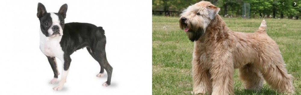 Wheaten Terrier vs Boston Terrier - Breed Comparison