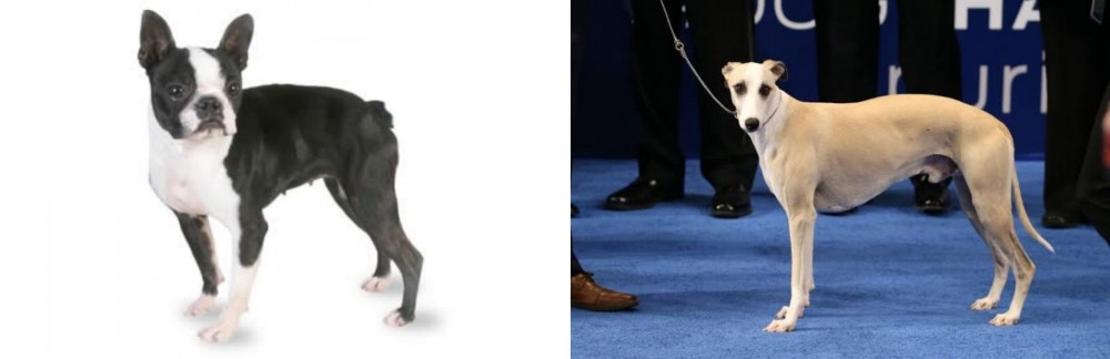 Whippet vs Boston Terrier - Breed Comparison