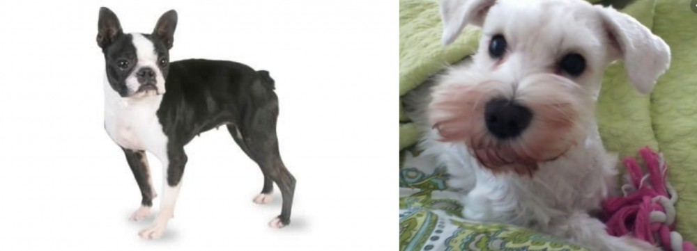White Schnauzer vs Boston Terrier - Breed Comparison